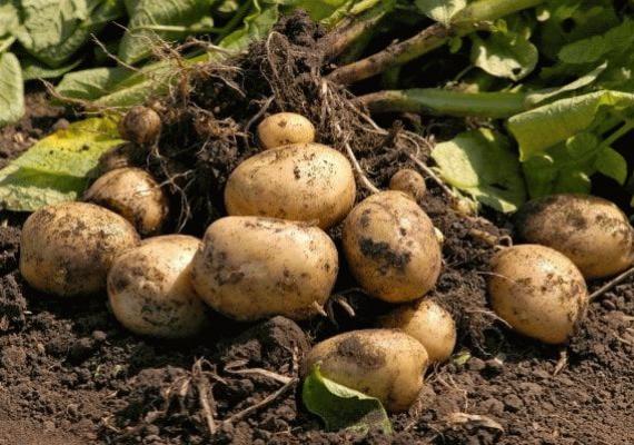 Какое удобрение для картофеля лучше при посадке